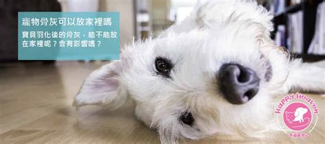 狗狗骨灰放在家|寵物骨灰放家裡可以嗎？了解骨灰安置家中禁忌與4個。